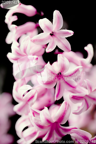Image of pink hyacinth flower in spring garden