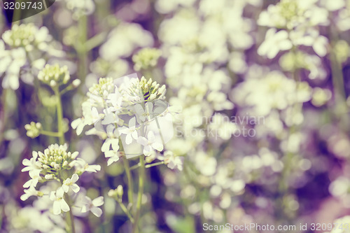 Image of spring flower in garden with shallow focus vintage tone