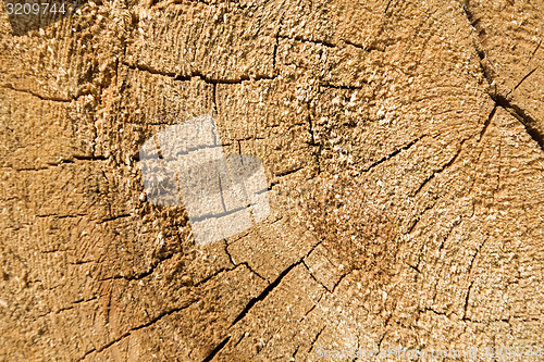 Image of Wood texture of cut tree trunk, close-up