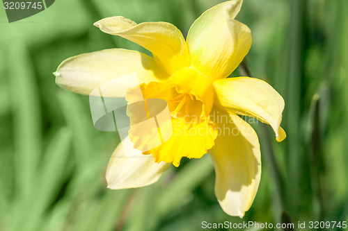 Image of macro of spring daffodils in garden, in light pastel colors