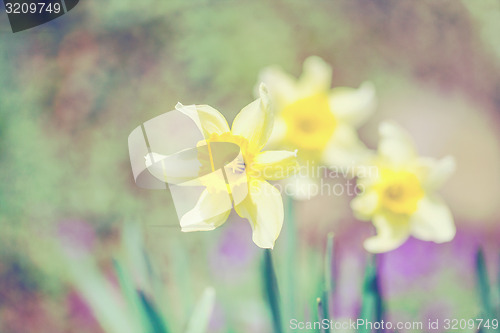 Image of spring daffodils in garden, in vintage light pastel colors