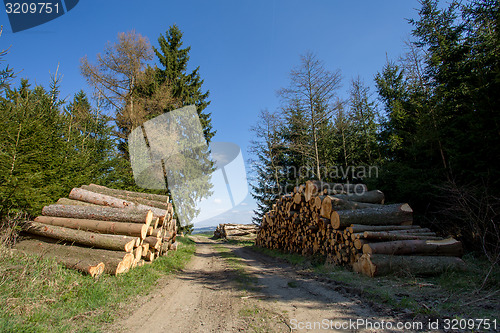 Image of Pile of wood near forest road