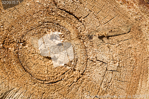 Image of Wood texture of cut tree trunk, close-up