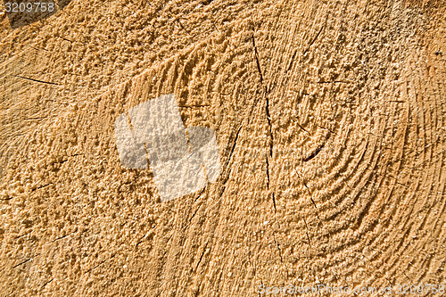 Image of Wood texture of cut tree trunk, close-up