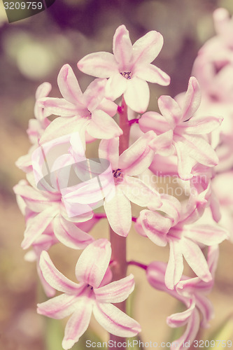 Image of pink hyacinth flower in spring garden in vintage color tone