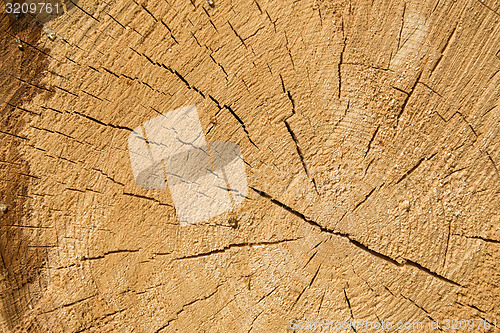 Image of Wood texture of cut tree trunk, close-up