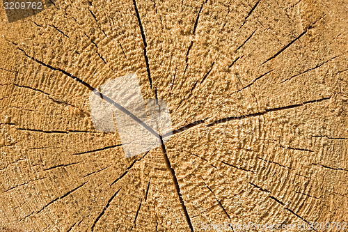 Image of Wood texture of cut tree trunk, close-up