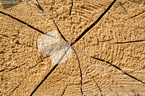 Image of Wood texture of cut tree trunk, close-up