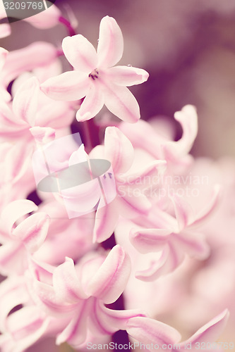 Image of pink hyacinth flower in spring garden in vintage color tone