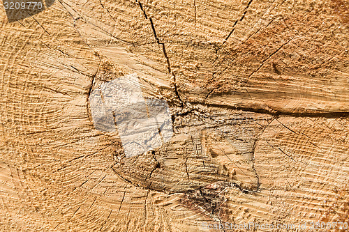 Image of Wood texture of cut tree trunk, close-up