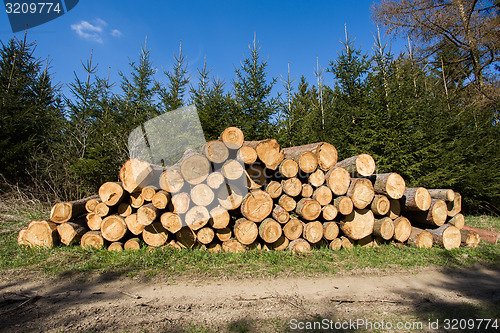 Image of Pile of wood near forest road