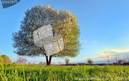 Image of Blooming cherry tree