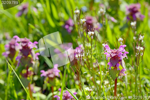 Image of Lamium maculatum