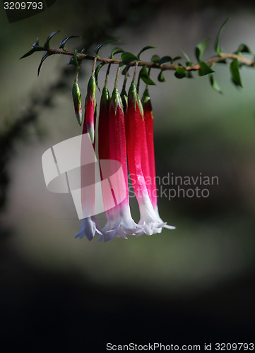 Image of Native Fuchsia flower