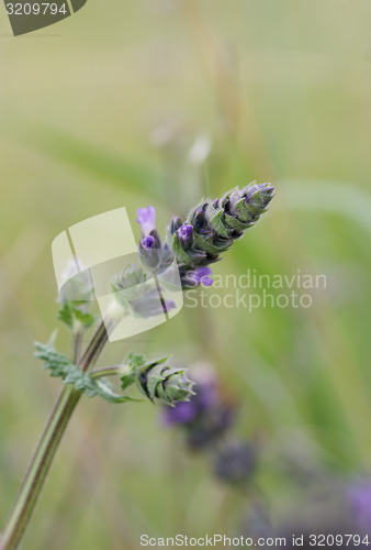 Image of Lavender Bud