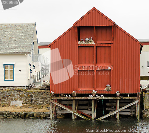 Image of Seagulls are nesting