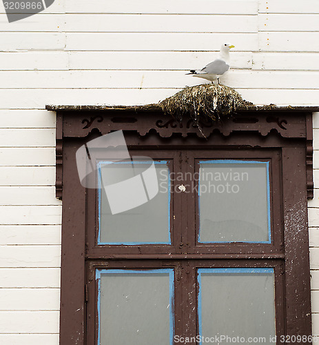 Image of Seagull is nesting