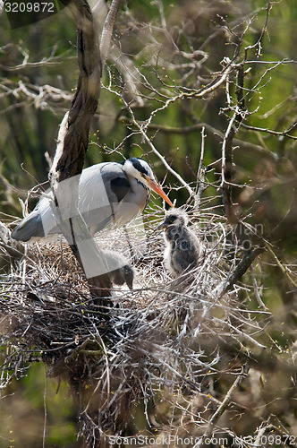 Image of Grey heron