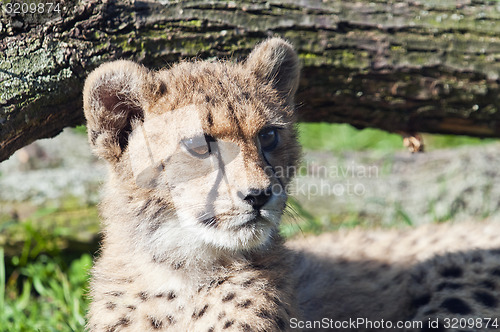 Image of Cheetah cub