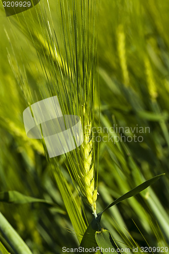 Image of cereals. close up