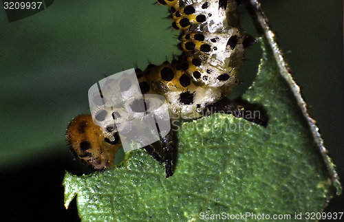 Image of Rose sawfly larva. Arge ochropus.