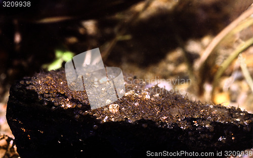 Image of Banded cichlid newborn fry. Heros Efasciatus