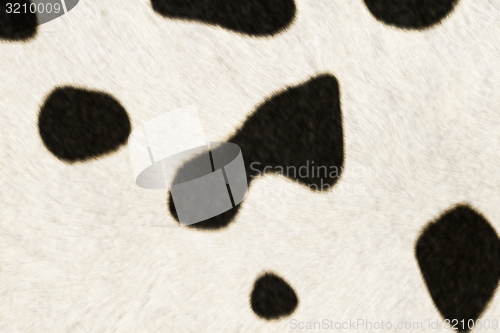 Image of Fur Animal Textures, Cow