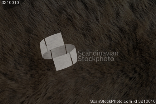 Image of Fur Animal Textures, Black Bear