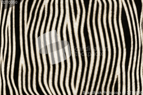 Image of Fur Animal Textures, Zebra