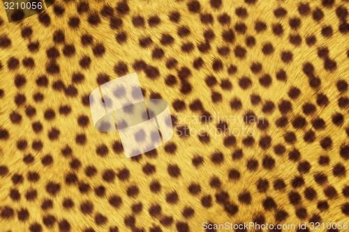 Image of Fur Animal Textures, Cheetah