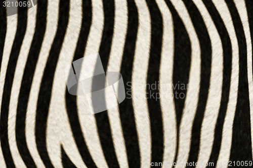 Image of Fur Animal Textures, Zebra