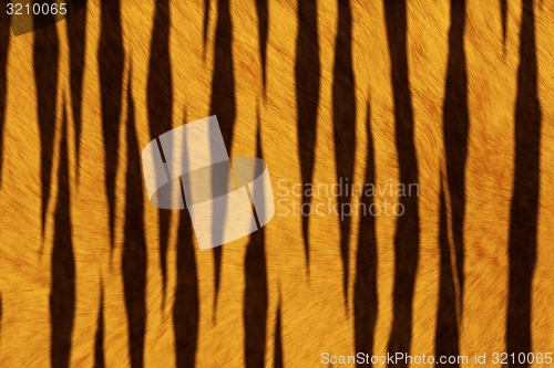 Image of Fur Animal Textures, Tiger