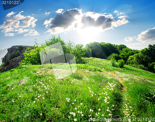 Image of Meadow of dandelions