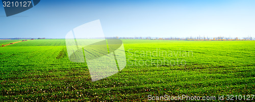 Image of Field of winter crops