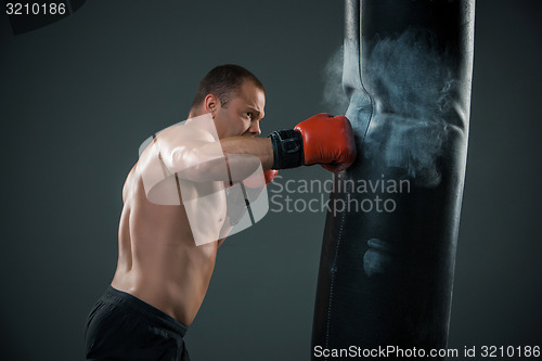 Image of Young Boxer fighter 