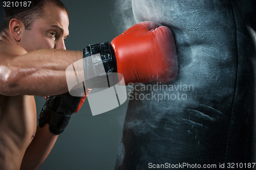 Image of Young Boxer boxing 