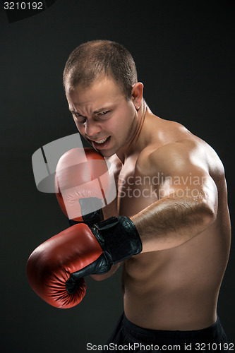 Image of Young Boxer boxing 