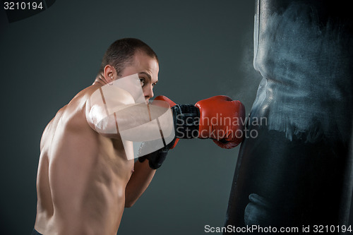 Image of Young Boxer fighter 