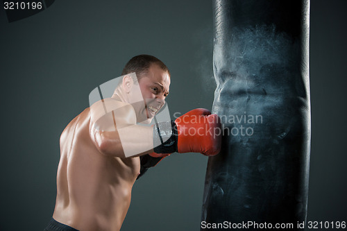 Image of Young Boxer fighter 