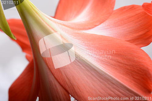 Image of beautiful pink gladiolus, close up