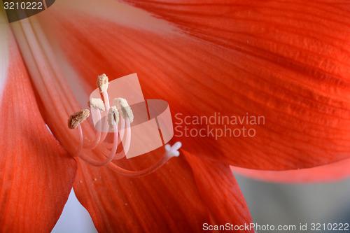 Image of beautiful red gladiolus, close up