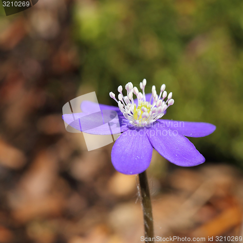 Image of Anemone hepatica