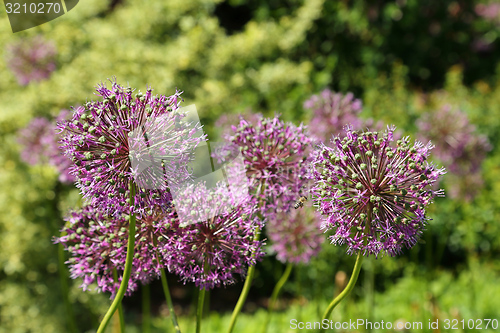 Image of Alium Giganteum