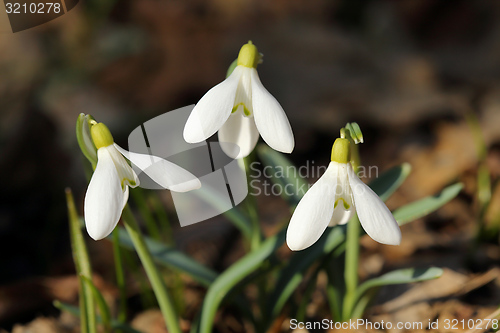 Image of Snowdrops