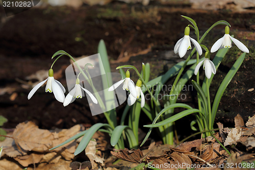 Image of Snowdrops