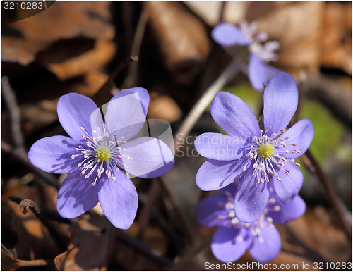 Image of Anemone hepatica.