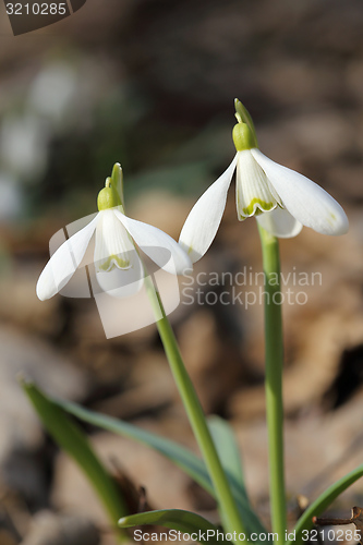 Image of Snowdrops