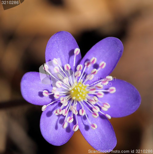 Image of Anemone hepatica