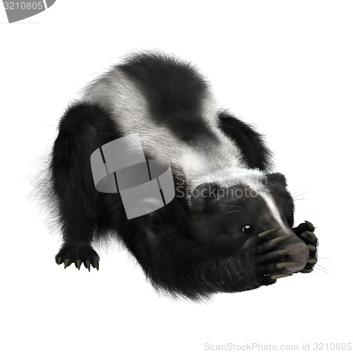 Image of Skunk