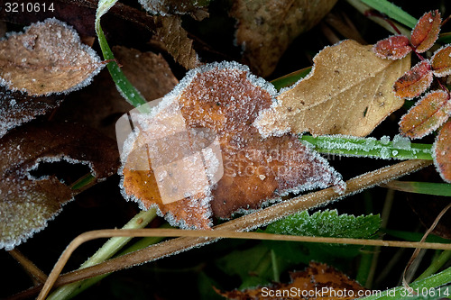 Image of autumn leaves and hoarfrost pattern